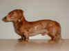 1752 gravhund Daschhound B.G. porceln.JPG (77025 byte)